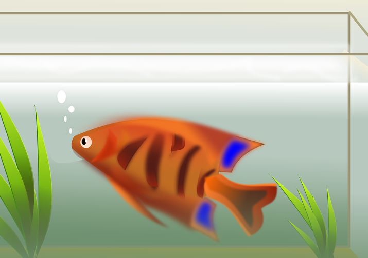 6 symbolic meanings of dreaming of a fish tank