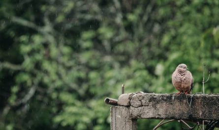 6 symbolic meanings of dreaming of pigeon droppings