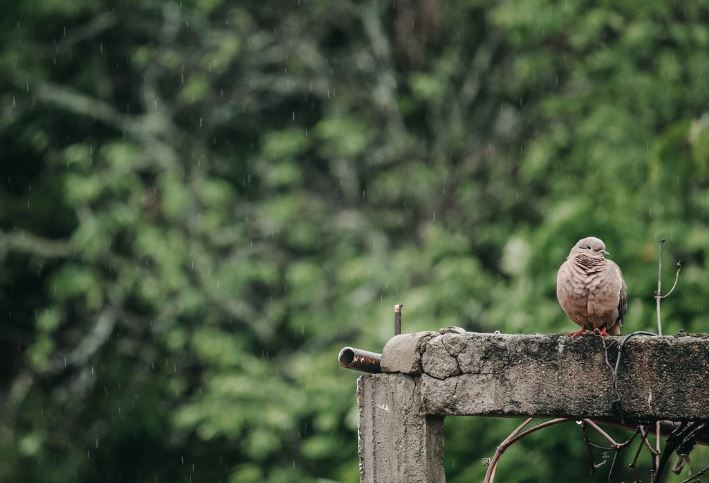 6 symbolic meanings of dreaming of pigeon droppings