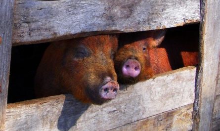7 symbolic meanings of dreaming about pigsty