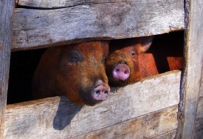 7 symbolic meanings of dreaming about pigsty