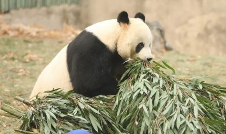 7 symbolic meanings of dreaming of pandas