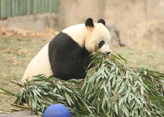 7 symbolic meanings of dreaming of pandas