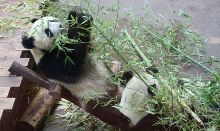5 symbolic meanings of dreaming about baby panda