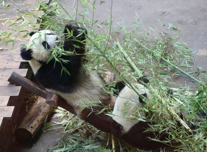 5 symbolic meanings of dreaming about baby panda