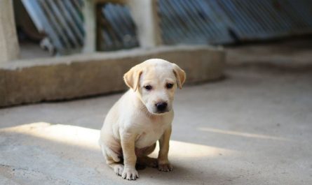 6 symbolic meanings of dreaming of dog teeth falling off