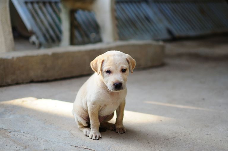 6 symbolic meanings of dreaming of dog teeth falling off