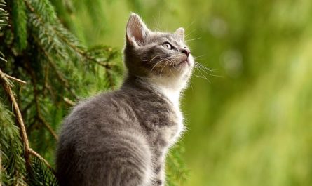 5 symbolic meanings of dreaming about cat teeth falling out