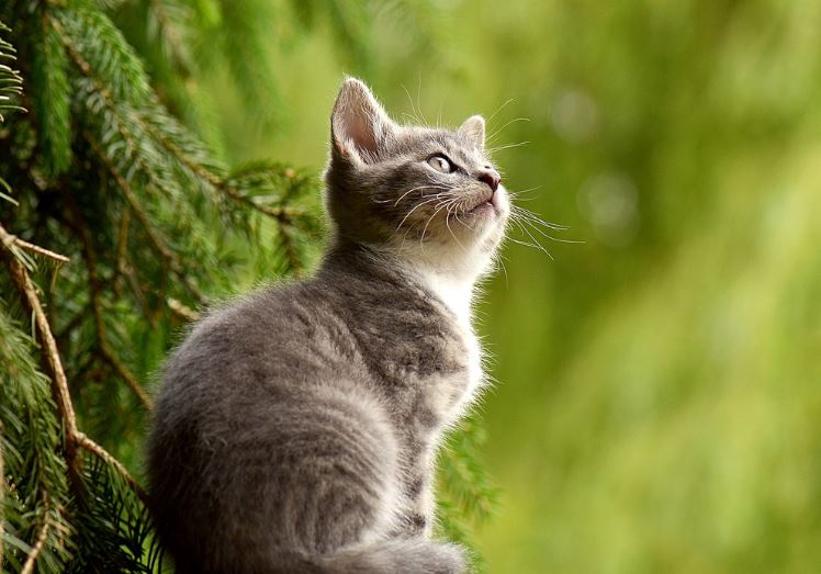 5 symbolic meanings of dreaming about cat teeth falling out