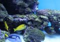 7 symbolic meanings of dreaming of letting go of fish
