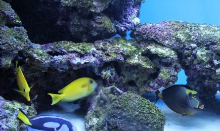 7 symbolic meanings of dreaming of letting go of fish