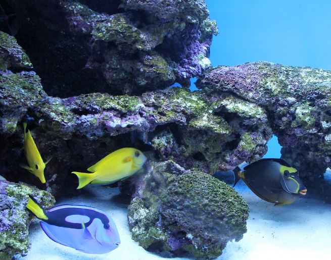 7 symbolic meanings of dreaming of letting go of fish