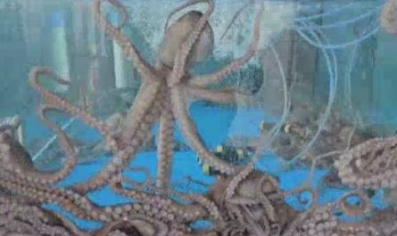9 symbolic meanings of dreaming of catching an octopus
