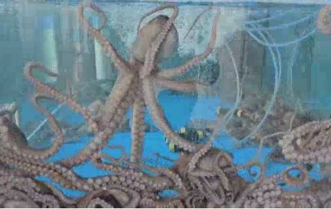 9 symbolic meanings of dreaming of catching an octopus