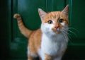 7 symbolic meanings of dreaming of touching a cat