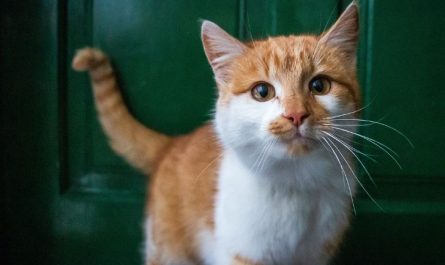 7 symbolic meanings of dreaming of touching a cat