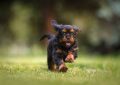 9 symbolic meanings of dreaming of dog biting