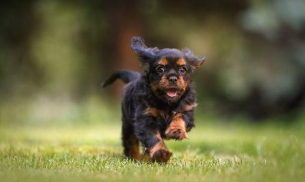9 symbolic meanings of dreaming of dog biting