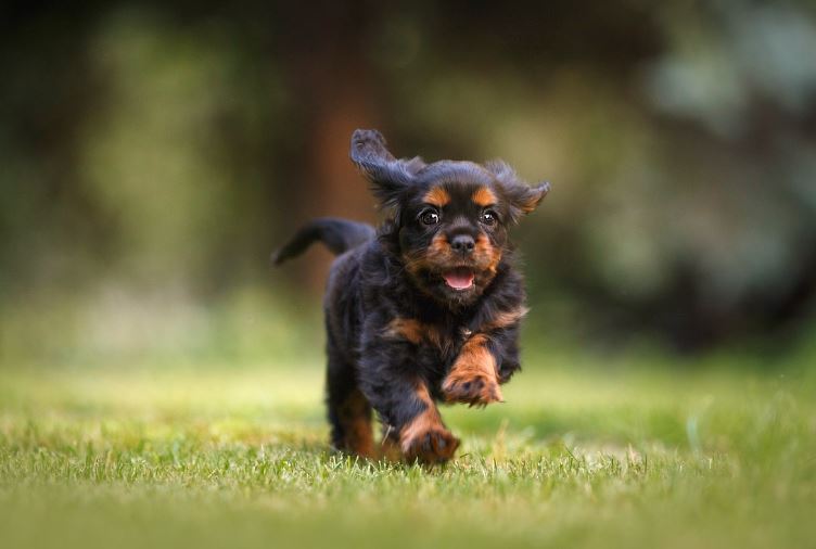 9 symbolic meanings of dreaming of dog biting