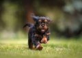 7 symbolic meanings of dreaming of being chased by a dog