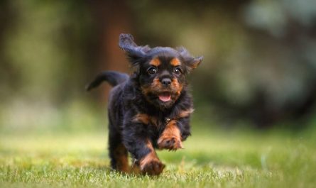 7 symbolic meanings of dreaming of being chased by a dog