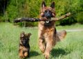 6 symbolic meanings of dreaming of a dog rushing at you