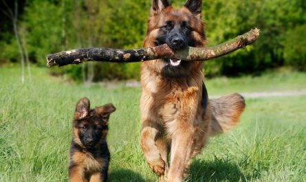 6 symbolic meanings of dreaming of a dog rushing at you