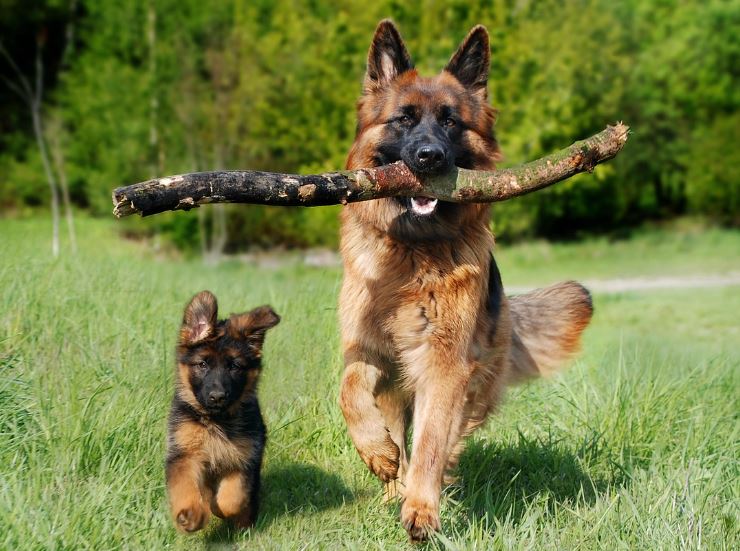 6 symbolic meanings of dreaming of a dog rushing at you
