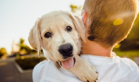 7 symbolic meanings of dreaming about having a dog