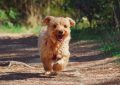 8 symbolic meanings of dreaming about dog biting