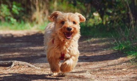 8 symbolic meanings of dreaming about dog biting