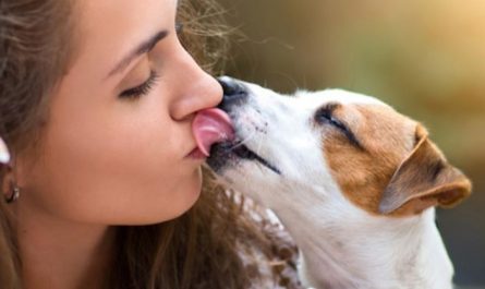 7 symbolic meanings of dreaming of licking a dog