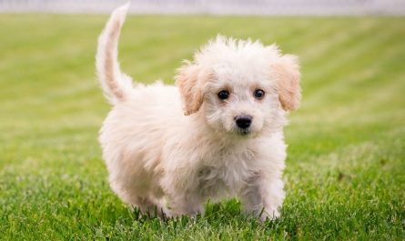 7 symbolic meanings of dreaming of catching a dog