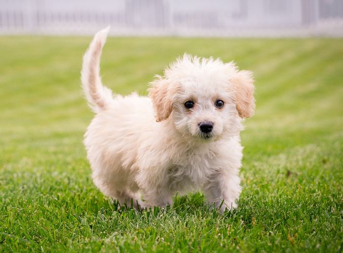 7 symbolic meanings of dreaming of catching a dog