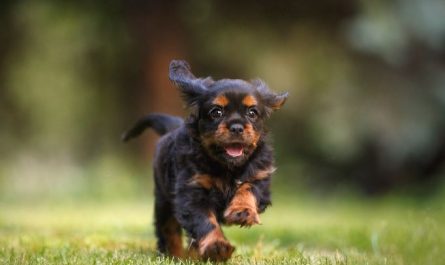 8 symbolic meanings of dreaming about black dog