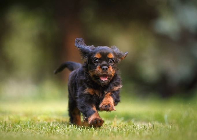 8 symbolic meanings of dreaming about black dog