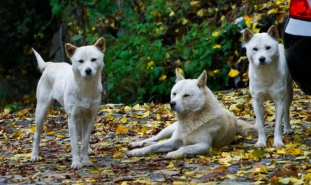 7 Symbolic Meanings of Dreaming of Jindo dog