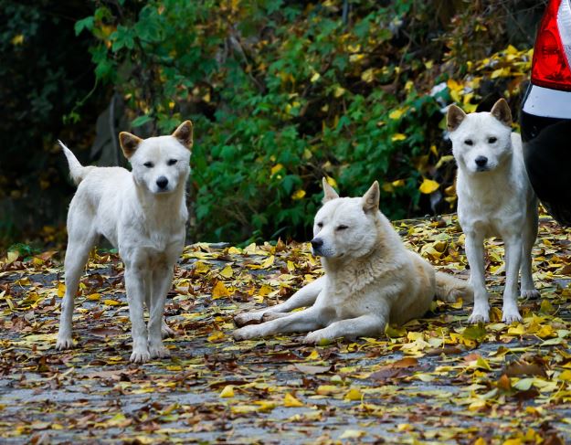 7 Symbolic Meanings of Dreaming of Jindo dog