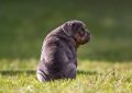 6 Symbolic Meanings of Dreaming of Pit Bull