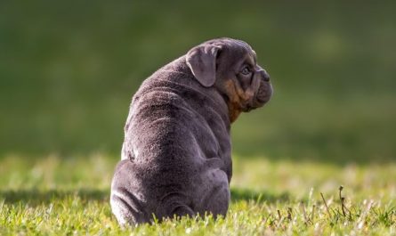6 Symbolic Meanings of Dreaming of Pit Bull