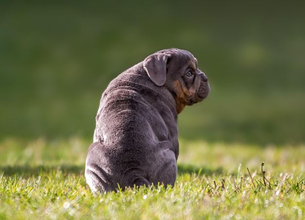 6 Symbolic Meanings of Dreaming of Pit Bull