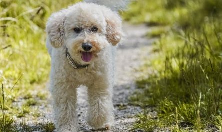 6 Symbolic Meanings of Dreaming of a Poodle