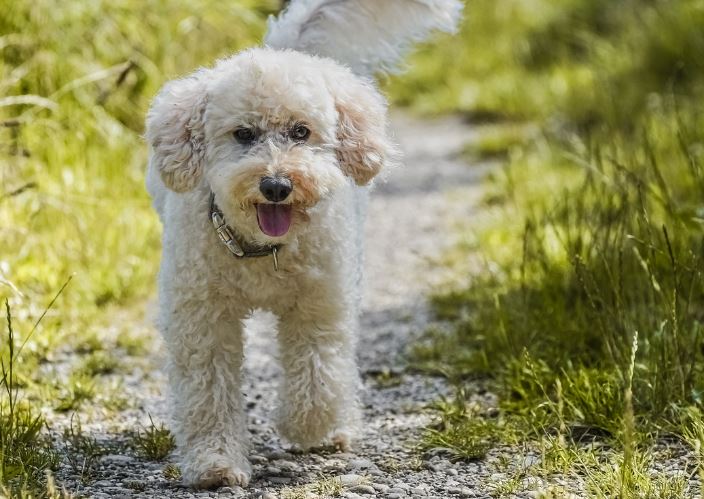 6 Symbolic Meanings of Dreaming of a Poodle