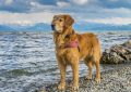 6 Symbolic Meanings of Dreaming of Golden Retriever