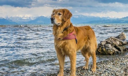 6 Symbolic Meanings of Dreaming of Golden Retriever