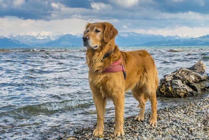 6 Symbolic Meanings of Dreaming of Golden Retriever