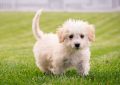 6 symbolic meanings of dreaming of losing a dog