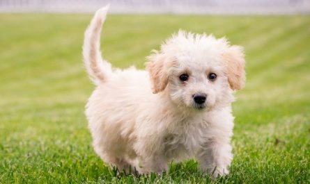 6 symbolic meanings of dreaming of losing a dog