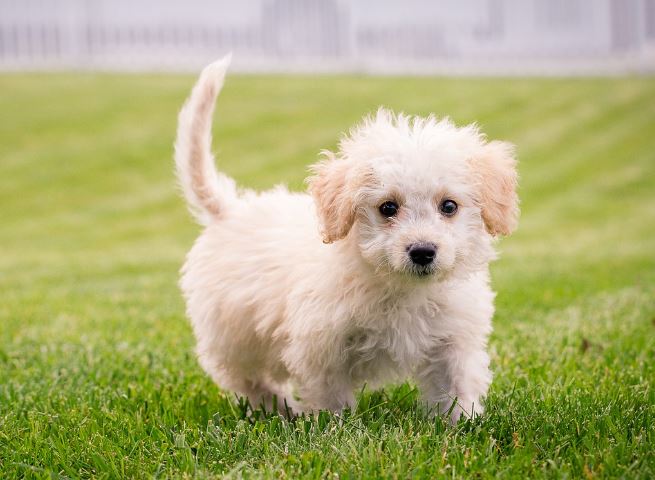 6 symbolic meanings of dreaming of losing a dog
