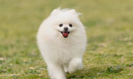 9 symbolic meanings of dreaming of a pet dog